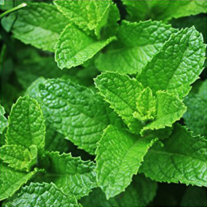 Eucalyptus Mint Bath Bar